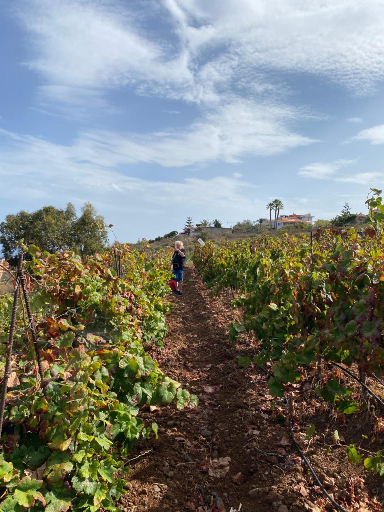 Finca Angelus Apartment Syrah With Amazing Views La Matanza De Acentejo Exterior foto